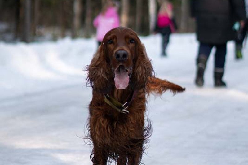 10 kilometrų pavasario: ištvermės iššūkis už baseino ribų