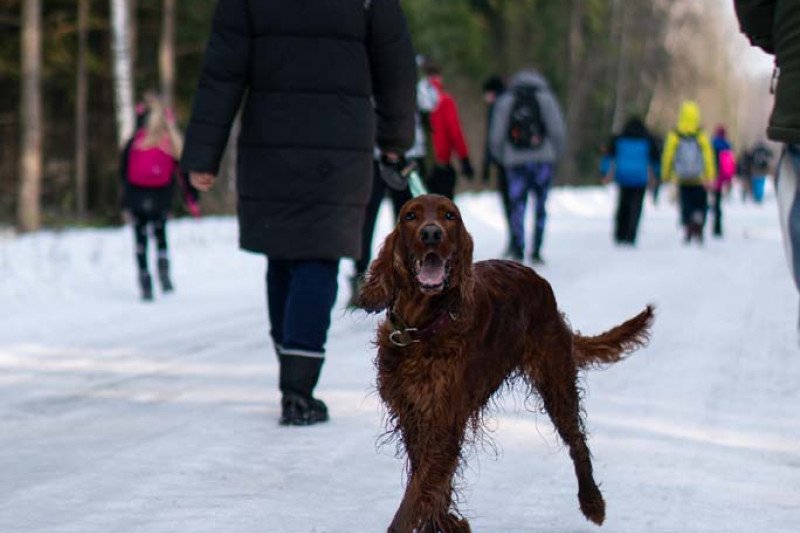 10 kilometrų pavasario: ištvermės iššūkis už baseino ribų