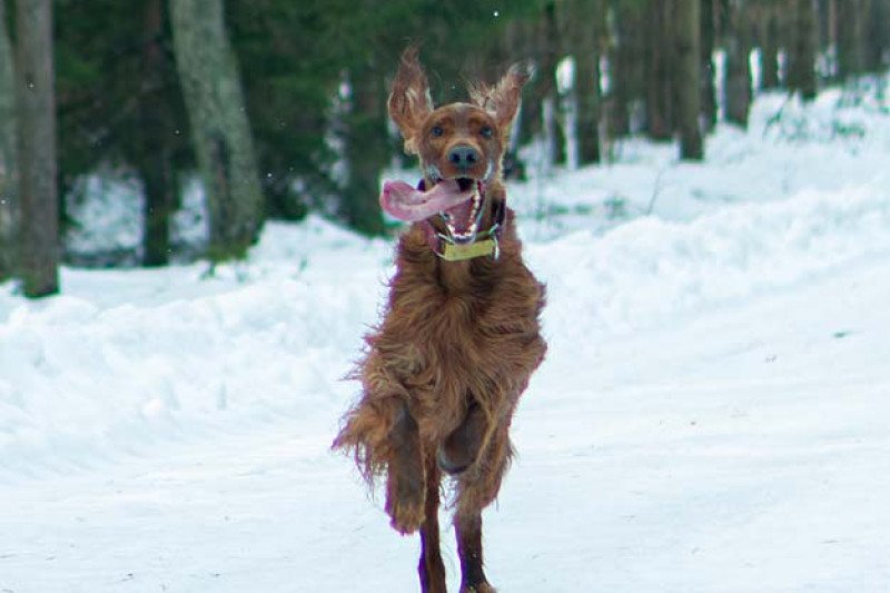 10 kilometrų pavasario: ištvermės iššūkis už baseino ribų